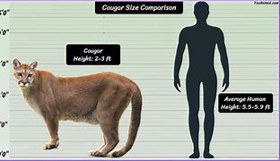 Image result for Adolescent Mountain Lion