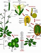 Image result for Arabidopsis Seeds