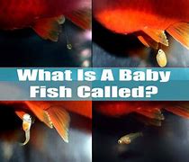 Image result for Newborn Baby Fish