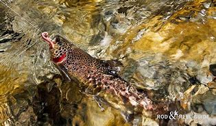 Image result for Plastic Worms for Trout