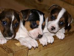 Image result for Russell Terrier