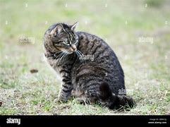 Image result for Munchkin Cat Gray Tabby