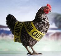 Image result for Bird Wit Bird Flu