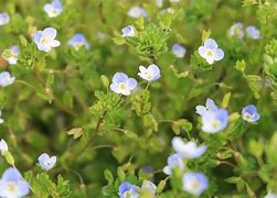 Image result for Natural Blue Flowers