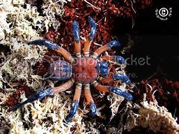 Image result for Trap Door Spider New England