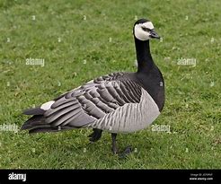 Image result for Branta