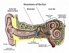 Image result for Ear Canal Diagram