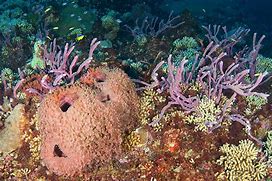 Image result for Tide Pool Sponge