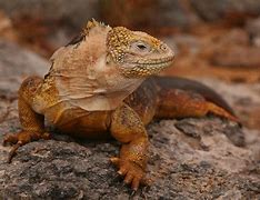 Image result for Galapagos Land Iguana