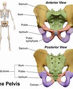 Image result for Skeletal System Pelvic Girdle