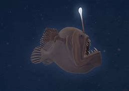 Image result for Humpback AnglerFish