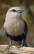 Image result for Blue-Bellied Roller