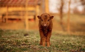 Image result for Babty Cow