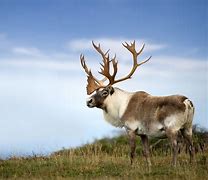 Image result for Newfoundland Caribou