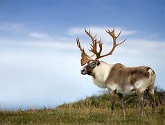 Image result for Labrador Caribou