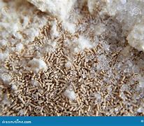 Image result for Active Tdry Yeast