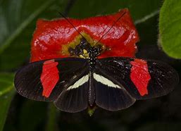 Image result for Butterfly Closed Wings Black and Red