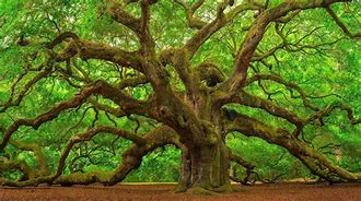 Image result for Abies Tree