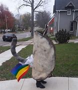 Image result for Taco Cat Costume