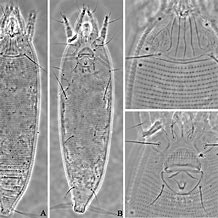 Image result for Eriphoid Mite Olive