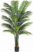 Image result for Palm Tree Plant