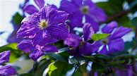 Image result for Flowering Vines for Shade Areas