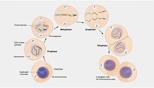 Image result for Mitosis Chromosomes