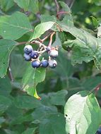 Image result for Dogwood Tree Berries