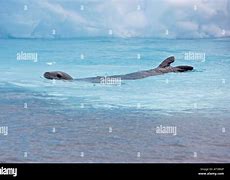 Image result for Leopard Seal Antarctica