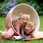 Image result for teacup pigs