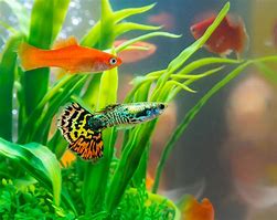 Image result for Best Freshwater Fish