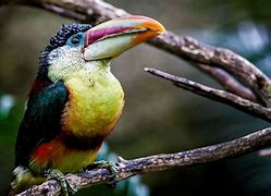 Image result for Smallest Toucan Species