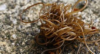 Image result for Bowl of Worms