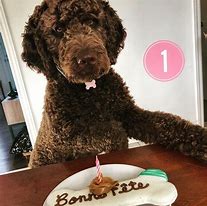 Image result for Chocolate Labradoodle