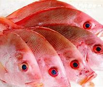 Image result for Ikan Kakap Kalimantan Barat