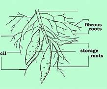 Image result for Sweet Potato Root Rot