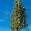 Image result for Tall Arbivitae