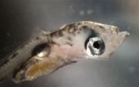 Image result for Newborn Baby Fish