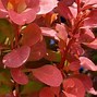 Image result for Barberry Orange Rocket 5 Gal