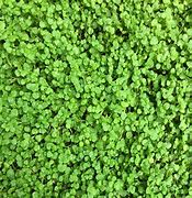 Image result for Creeping Mint Ground Cover