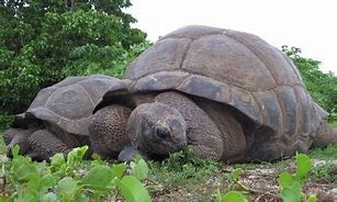 Image result for Seychelles Turtles