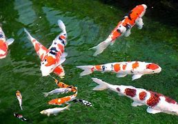 Image result for Striped Koi Carp