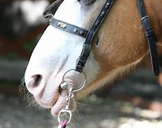 Image result for Horse Bit