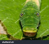 Image result for Caterpillar Tiger Swallowtail Pupa