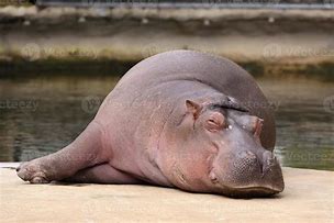 Image result for Hippo Stress