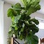 Image result for Indoor Fig Tree