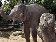 Image result for Smiling Baby Elephant