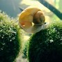 Image result for Best Loaches for Eating Snails