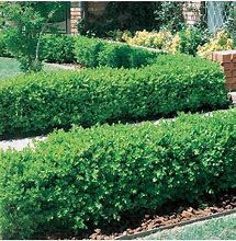 Image result for Boxwood Hedge Plants