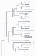 Image result for Primate Genus Chart